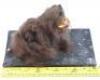 Lot #743 - CARAVAN OF COURAGE: AN EWOK ADVENTURE (1984) - Phil Tippett Collection: Boar-Wolf Head Maquette - 6