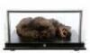 Lot #744 - CARAVAN OF COURAGE: AN EWOK ADVENTURE (1984) - Phil Tippett Collection: Dying Boar-Wolf Maquette Display - 2