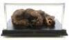 Lot #744 - CARAVAN OF COURAGE: AN EWOK ADVENTURE (1984) - Phil Tippett Collection: Dying Boar-Wolf Maquette Display - 3