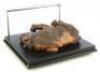 Lot #744 - CARAVAN OF COURAGE: AN EWOK ADVENTURE (1984) - Phil Tippett Collection: Dying Boar-Wolf Maquette Display - 5