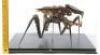 Lot #760 - STARSHIP TROOPERS (1997) - Phil Tippett Collection: Warrior Bug Maquette - 10
