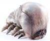 Lot #761 - STARSHIP TROOPERS (1997) - Phil Tippett Collection: Brain Bug Maquette