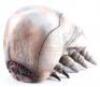 Lot #761 - STARSHIP TROOPERS (1997) - Phil Tippett Collection: Brain Bug Maquette - 3