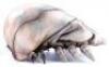 Lot #761 - STARSHIP TROOPERS (1997) - Phil Tippett Collection: Brain Bug Maquette - 4