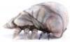 Lot #761 - STARSHIP TROOPERS (1997) - Phil Tippett Collection: Brain Bug Maquette - 6