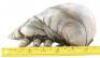 Lot #761 - STARSHIP TROOPERS (1997) - Phil Tippett Collection: Brain Bug Maquette - 8