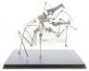 Lot #764 - STARSHIP TROOPERS (1997) - Phil Tippett Collection: Warrior Bug Stop-Motion Training Puppet