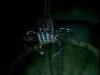 Lot #860 - WILD WILD WEST, THE (1999) - Music Video Mechanical Spider - 10