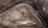 Lot #19 - ALIENS (1986) - Xenomorph Egg - 4