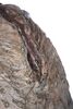 Lot #19 - ALIENS (1986) - Xenomorph Egg - 6