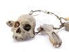 Lot #34 - AVP: ALIEN VS. PREDATOR (2004) - Ancient Predator (Ian Whyte) Mask and Necklace - 6