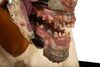 Lot #39 - AN AMERICAN WEREWOLF IN LONDON (1981) - Rick Baker SFX "Change-O" Mechanical Werewolf Transformation Bust - 12