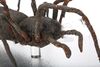 Lot #211 - DOCTOR WHO: "PLANET OF THE SPIDERS" (1974) - Giant Metebelis III Spider - 3