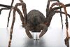 Lot #211 - DOCTOR WHO: "PLANET OF THE SPIDERS" (1974) - Giant Metebelis III Spider - 5