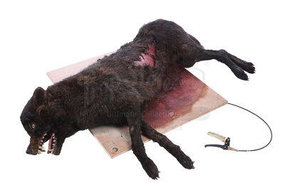 Lot #215 - DRACULA (TV MINI-SERIES, 2020) - Dracula's (Claes Bang) Dead Transformation Wolf