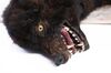 Lot #215 - DRACULA (TV MINI-SERIES, 2020) - Dracula's (Claes Bang) Dead Transformation Wolf - 2