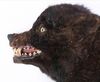 Lot #215 - DRACULA (TV MINI-SERIES, 2020) - Dracula's (Claes Bang) Dead Transformation Wolf - 4