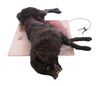 Lot #215 - DRACULA (TV MINI-SERIES, 2020) - Dracula's (Claes Bang) Dead Transformation Wolf - 5