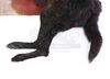Lot #215 - DRACULA (TV MINI-SERIES, 2020) - Dracula's (Claes Bang) Dead Transformation Wolf - 10