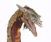 Lot #218 - DRAGONSLAYER (1981) - Stop-motion Vermithrax Pejorative Flying Dragon Miniature Puppet - 15