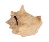Lot #382 - JAMES BOND: DR. NO (1962) - Honey Ryder's (Ursula Andress) Conch Shell and On-set Black-and-white Photographs - 2