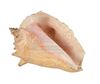 Lot #382 - JAMES BOND: DR. NO (1962) - Honey Ryder's (Ursula Andress) Conch Shell and On-set Black-and-white Photographs - 6