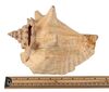 Lot #382 - JAMES BOND: DR. NO (1962) - Honey Ryder's (Ursula Andress) Conch Shell and On-set Black-and-white Photographs - 11