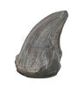 Lot #436 - JURASSIC PARK (1993) - Photo-matched T-Rex Foot Claw