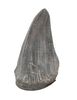 Lot #436 - JURASSIC PARK (1993) - Photo-matched T-Rex Foot Claw - 3