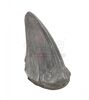 Lot #436 - JURASSIC PARK (1993) - Photo-matched T-Rex Foot Claw - 4