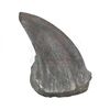 Lot #436 - JURASSIC PARK (1993) - Photo-matched T-Rex Foot Claw - 5