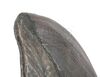 Lot #436 - JURASSIC PARK (1993) - Photo-matched T-Rex Foot Claw - 9