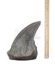 Lot #436 - JURASSIC PARK (1993) - Photo-matched T-Rex Foot Claw - 10