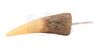 Lot #440 - THE LOST WORLD: JURASSIC PARK (1997) - T-Rex Tooth - 3