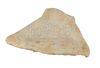 Lot #705 - STAR WARS: A NEW HOPE (1977) - Large Krayt Dragon Vertebrae - 7