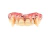 Lot #898 - THE WOLFMAN (2010) - Lawrence Talbot's (Benecio Del Toro) Teeth