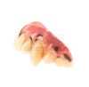 Lot #898 - THE WOLFMAN (2010) - Lawrence Talbot's (Benecio Del Toro) Teeth - 12