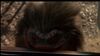 Lot #192 - CRITTERS 2 (1988) - Full-Size Critter Puppet - 13
