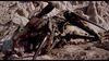 Lot #787 - STARSHIP TROOPERS (1997) - Arachnid Warrior's Broken Attack Leg - 8