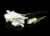 Lot # 91: THE HAUNTING OF BLY MANOR - Dani's Moon Flowers - 2