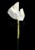 Lot # 91: THE HAUNTING OF BLY MANOR - Dani's Moon Flowers - 3