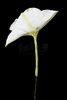 Lot # 91: THE HAUNTING OF BLY MANOR - Dani's Moon Flowers - 4