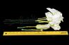Lot # 91: THE HAUNTING OF BLY MANOR - Dani's Moon Flowers - 5
