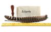 Lot # 106: THE HAUNTING OF BLY MANOR - Quill Pens with Envelopes and Stamper - 6
