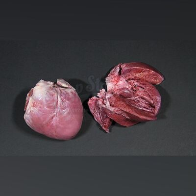 Mina Murray (Jessica De Gouw) Practical Examination Human Hearts