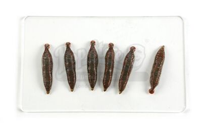 Lot # 114: THE HAUNTING OF BLY MANOR - Leeches Lot