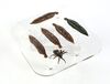Lot # 136: THE HAUNTING OF BLY MANOR - Spider and Five Leeches - 2
