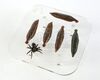 Lot # 136: THE HAUNTING OF BLY MANOR - Spider and Five Leeches - 3
