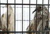 Lot # 151: THE HAUNTING OF BLY MANOR - Birds with Birdcage - 6