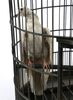 Lot # 151: THE HAUNTING OF BLY MANOR - Birds with Birdcage - 7
